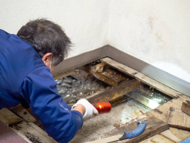 Best Mold Removal Process  in Rosaryville, MD