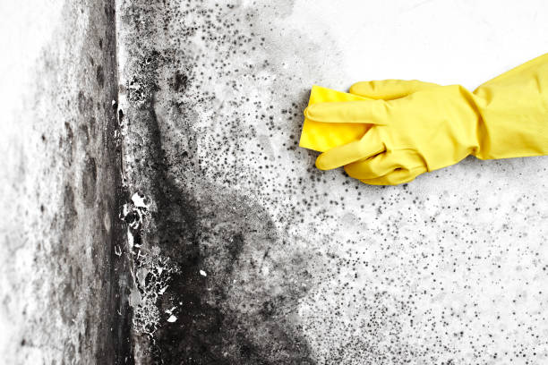 Best Black Mold Removal  in Rosaryville, MD