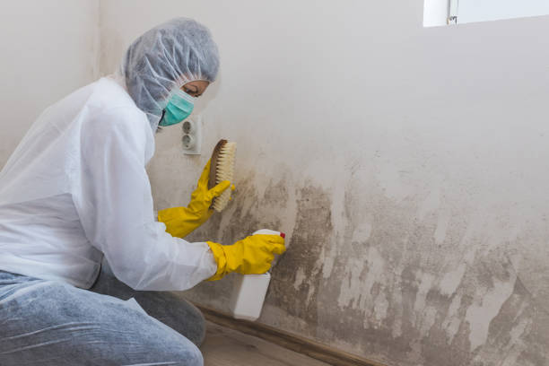 Best Office Mold Removal Services  in Rosaryville, MD