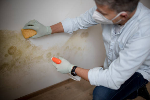 Best Local Mold Removal Service  in Rosaryville, MD