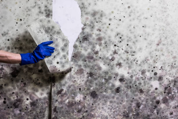 Attic Mold Removal in Rosaryville, MD